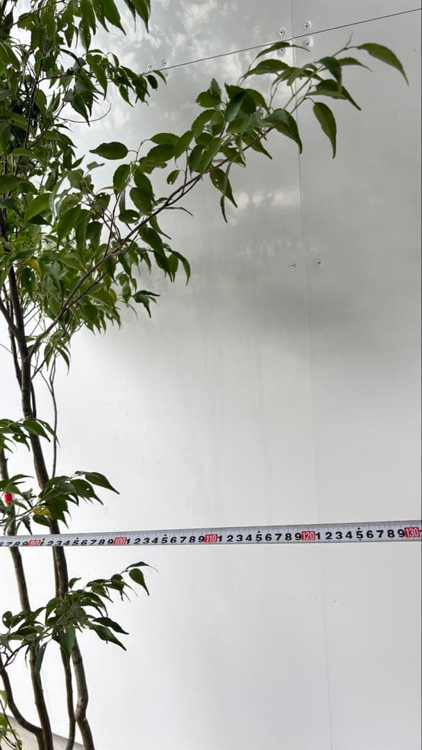 meru 特大 山採り株 ハイノキ 株立 608 樹高2.2m位 高級樹