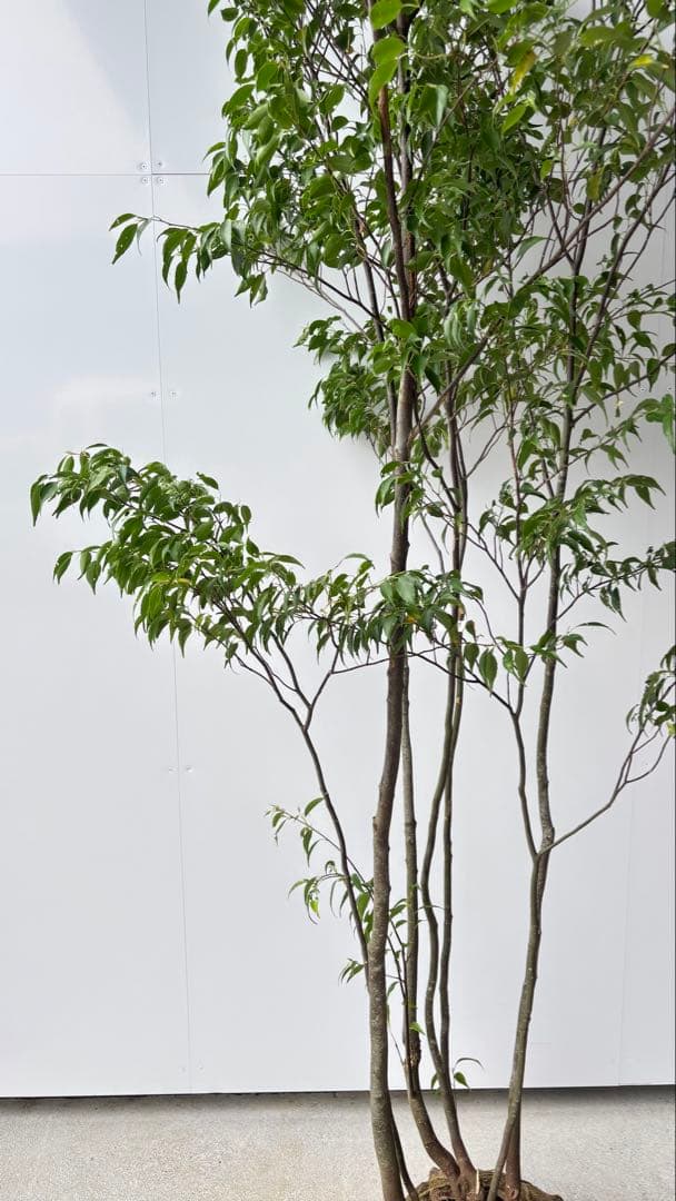 meru 特大 山採り株 ハイノキ 株立 608 樹高2.2m位 高級樹