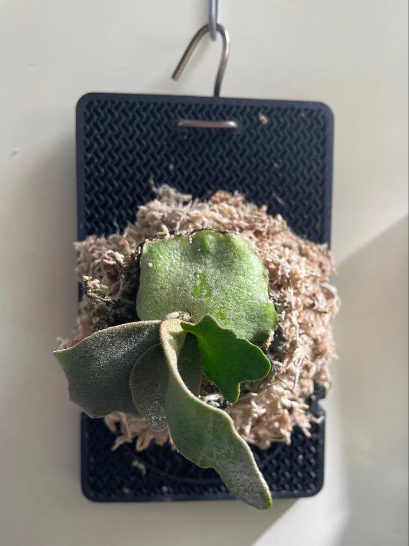 ビカクシダP.willinckii OMG OC