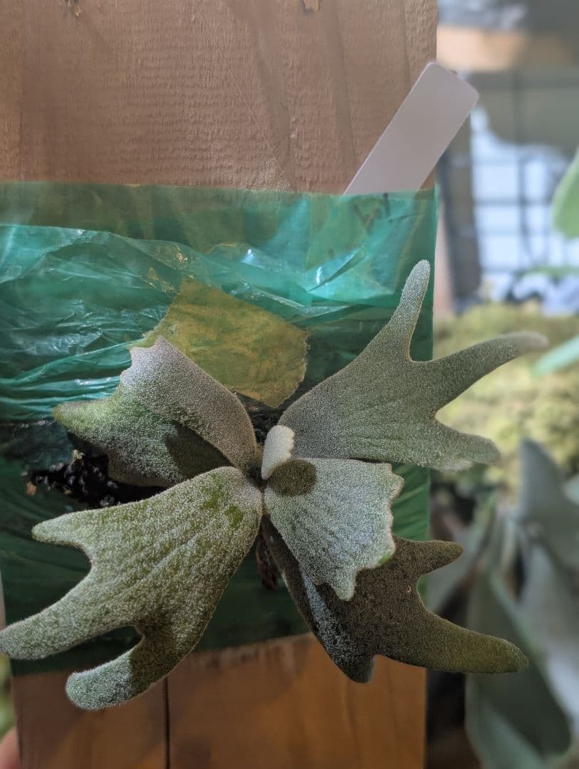 a*v様 P . Golden Boy (OC) 子株 金童 ビカクシダ