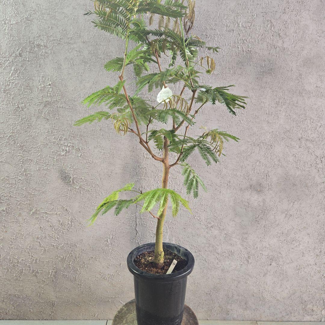 ⑥　エバーフレッシュ　8号特大苗木最高等級極上品‼️　極太　新芽沢山