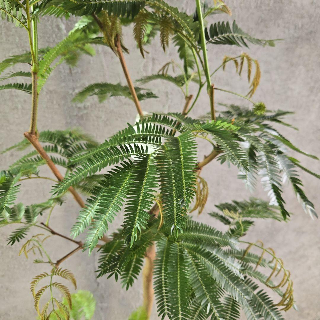 ⑥　エバーフレッシュ　8号特大苗木最高等級極上品‼️　極太　新芽沢山