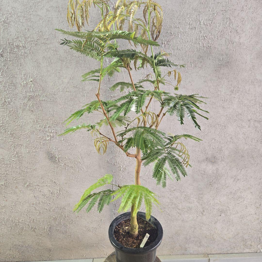 ⑥　エバーフレッシュ　8号特大苗木最高等級極上品‼️　極太　新芽沢山