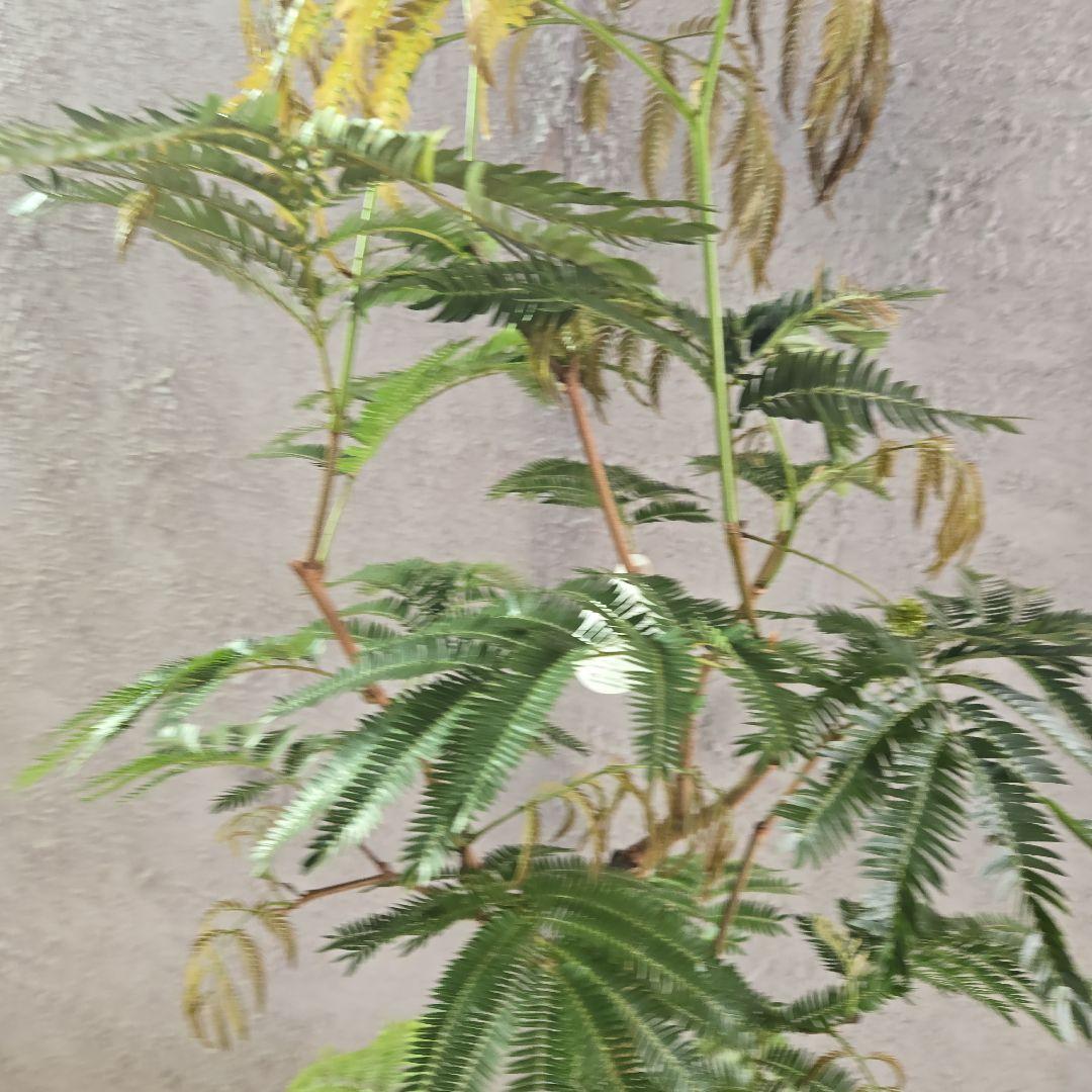 ⑥　エバーフレッシュ　8号特大苗木最高等級極上品‼️　極太　新芽沢山