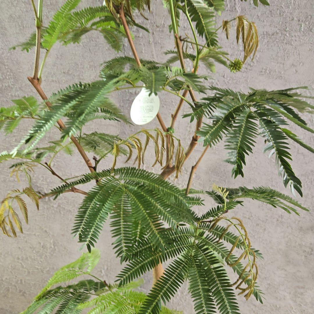 ⑥　エバーフレッシュ　8号特大苗木最高等級極上品‼️　極太　新芽沢山