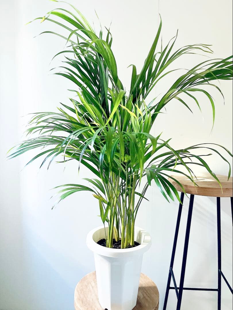 アレカヤシ 南国植物 観葉植物 calm cafe