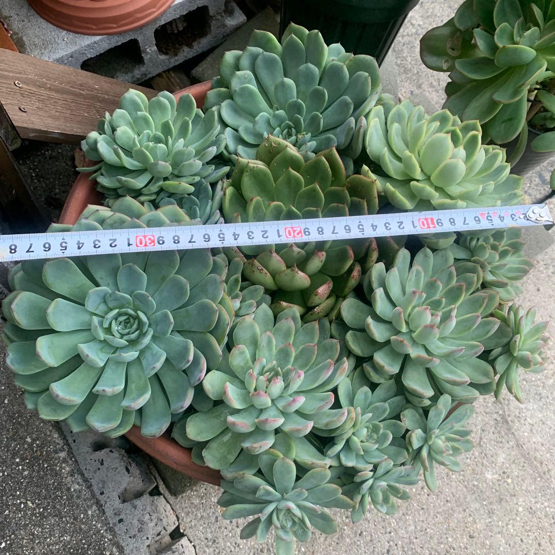 【エケベリア群生 】鉢直径38センチのデカベリア７株➕20株のモッキモキ抜き苗