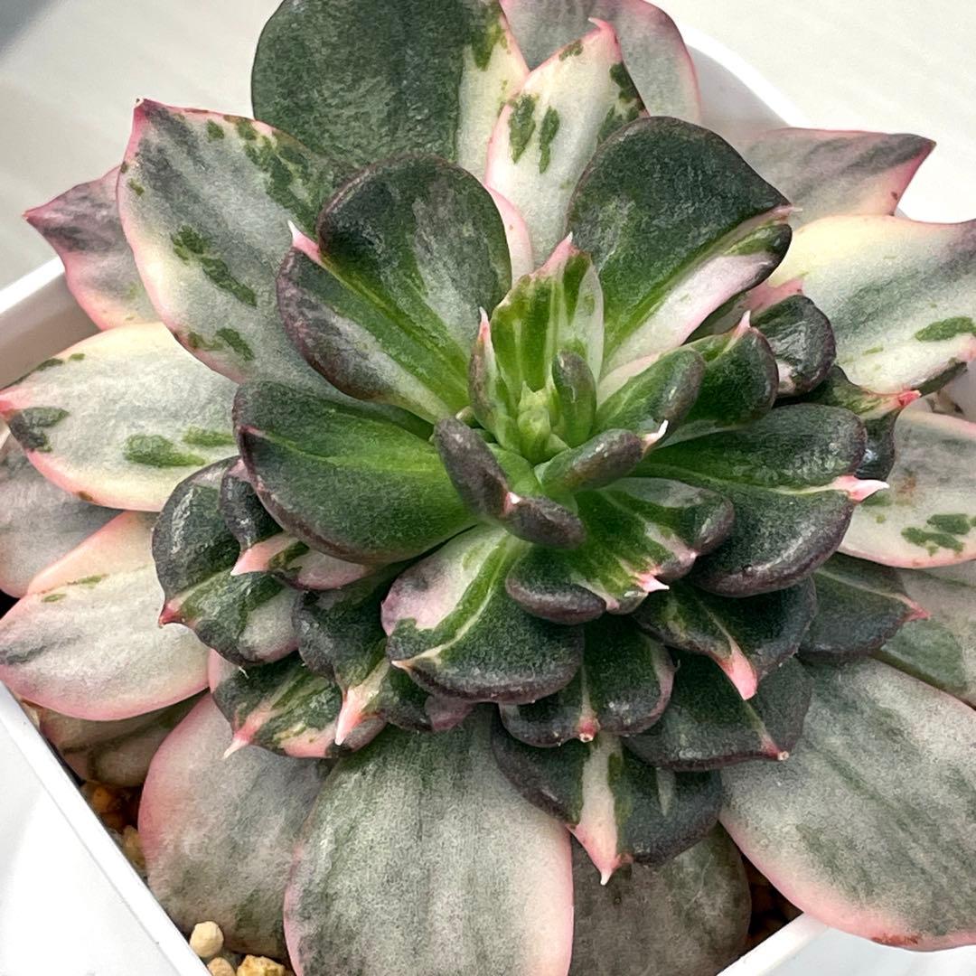 インドネシアから直輸入！　希少種　神秘的な斑入り　ブラックプリンスストライプ錦