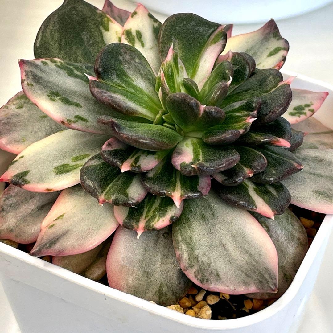 インドネシアから直輸入！　希少種　神秘的な斑入り　ブラックプリンスストライプ錦