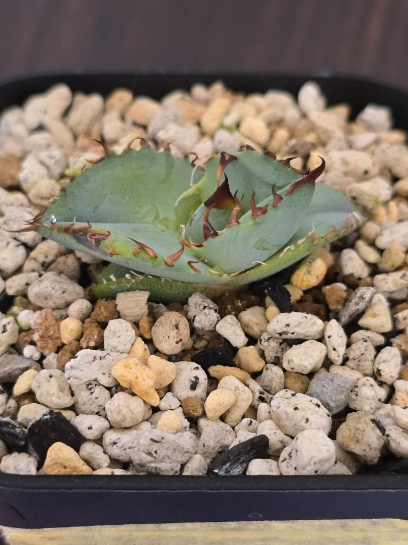 ビースト　産　子株　発根済