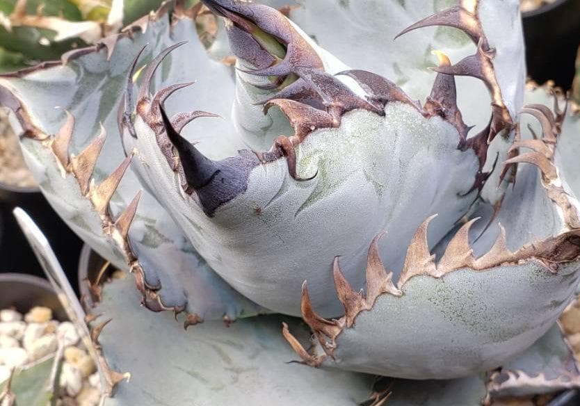 ビースト　産　子株　発根済