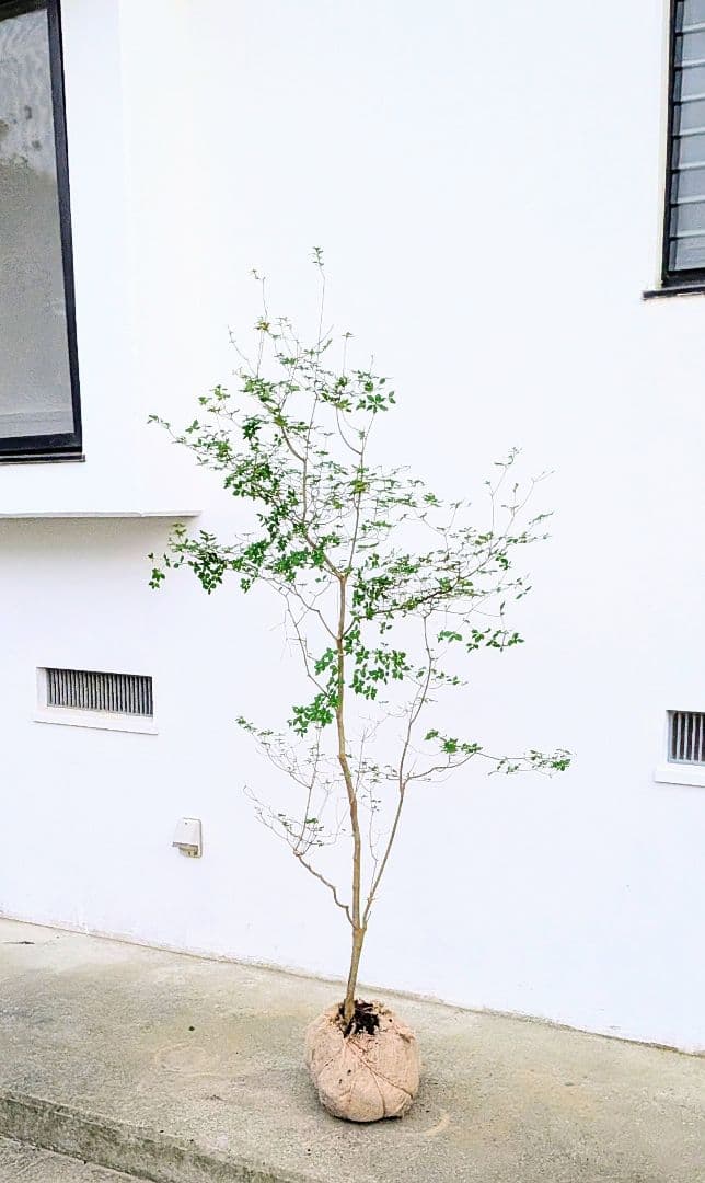 透き通るような。山採りドウダンツツジ。