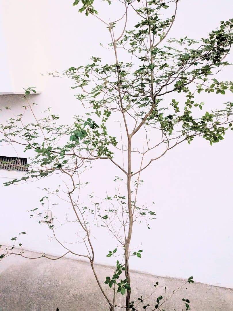 透き通るような。山採りドウダンツツジ。