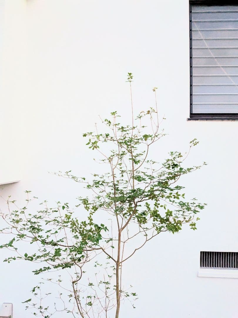 透き通るような。山採りドウダンツツジ。