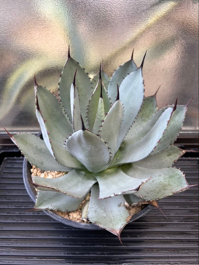 アガベ パリー A トランカータ　ロゼット　発根済み