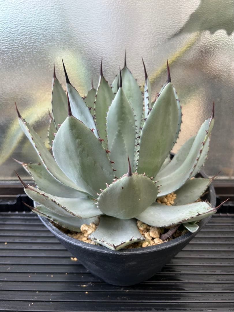 アガベ パリー A トランカータ　ロゼット　発根済み