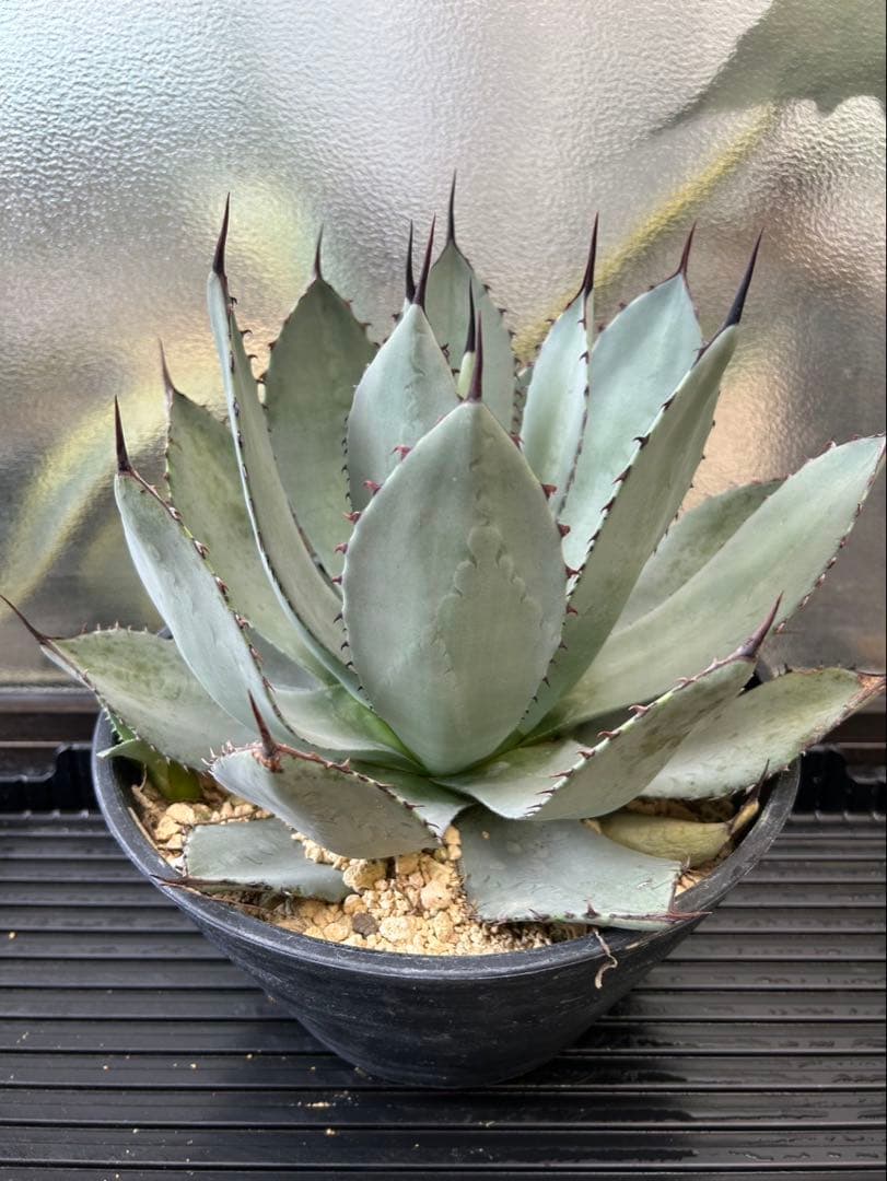 アガベ パリー A トランカータ　ロゼット　発根済み