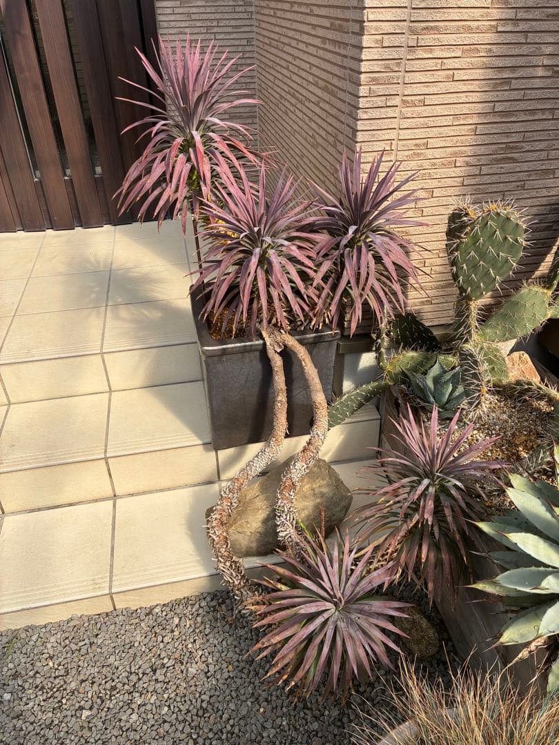 ユッカデスメティアーナ5ヘッド激レア