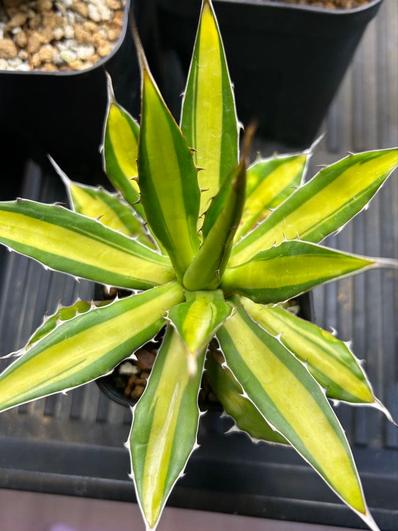 ホリダ　黄中斑　アガベ　斑入り　錦　チタノタ 多肉植物