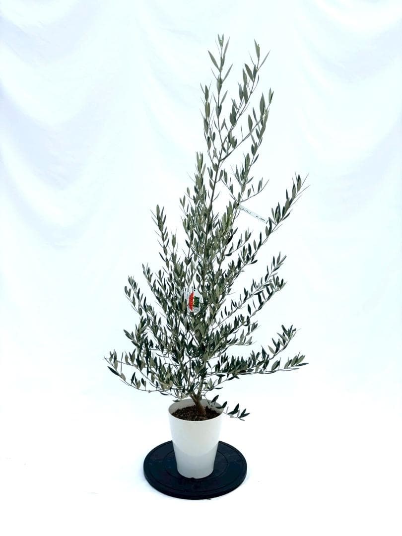オリーブの木　ホジブランコ　7号　約140cm　NO.852　人気品種　現品掲載