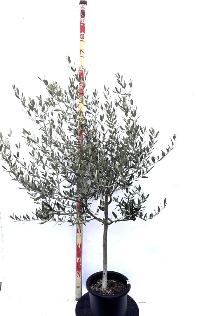 オリーブの木　ルッカ　8号　約160cm　K-280　人気品種　現品掲載