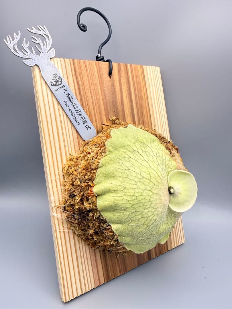 ビカクシダ　P.月光爪哇　OC 株分け子株