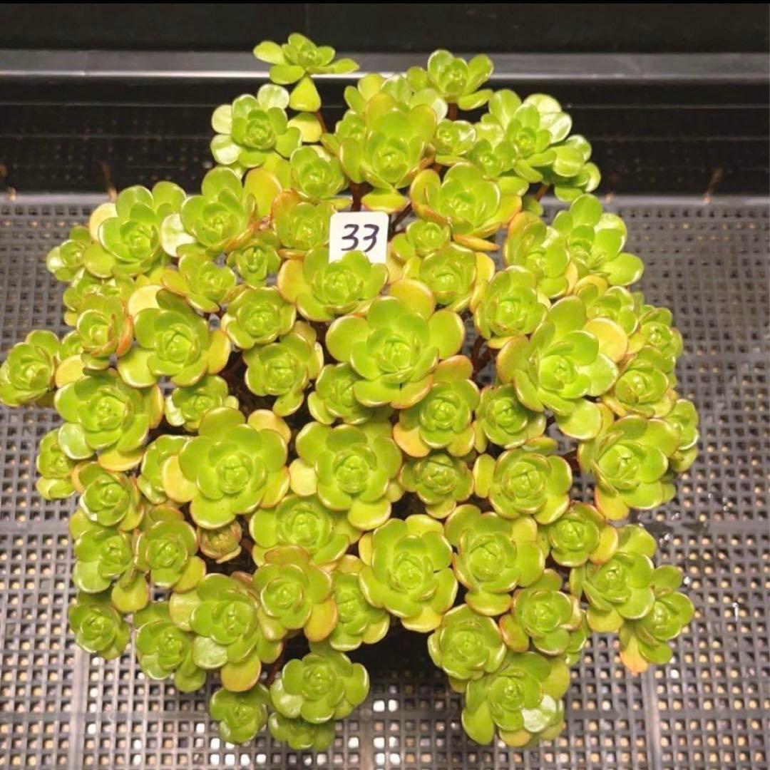 33#多肉植物アエオニウム錦❤️ サンデルシ— ❤️ 60-70頭21cm 拔き苗