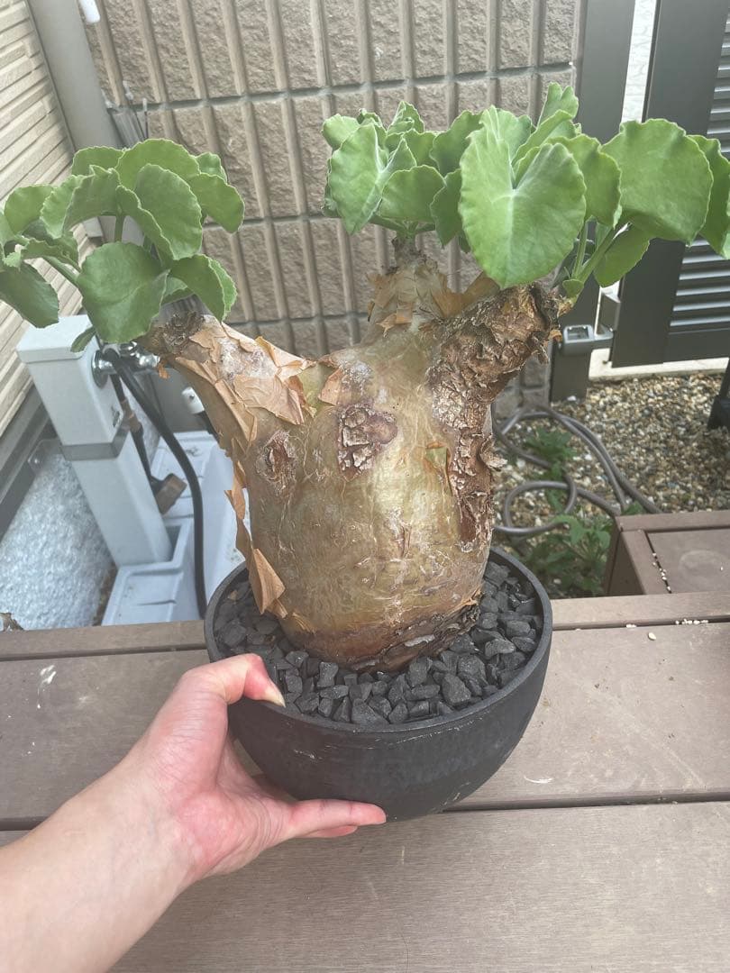 超特大 現地球 発根済み キフォステンマ マクロプス 山中勇人 y鉢付き