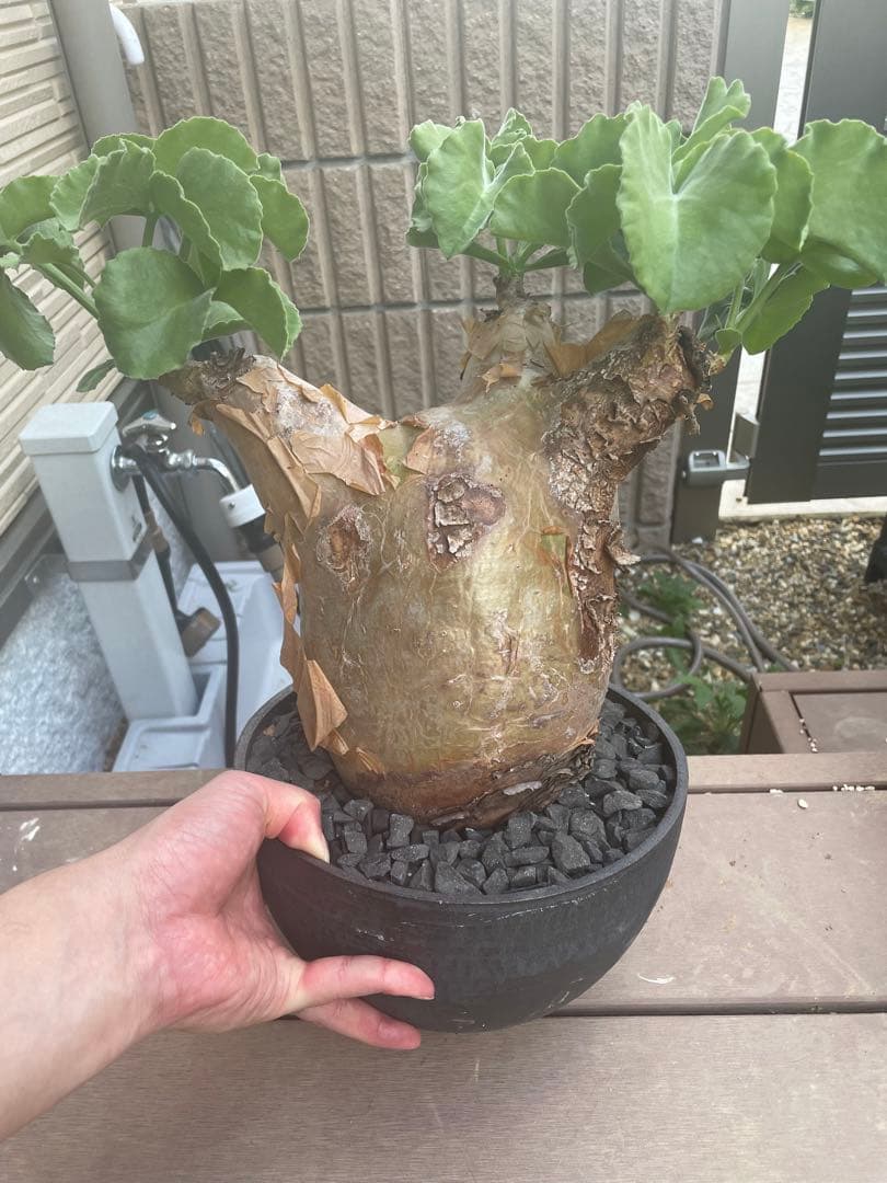 超特大 現地球 発根済み キフォステンマ マクロプス 山中勇人 y鉢付き