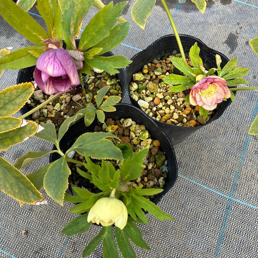 クリスマスローズ　３種　ダブルオーレア　4.5寸　お値下げ可能