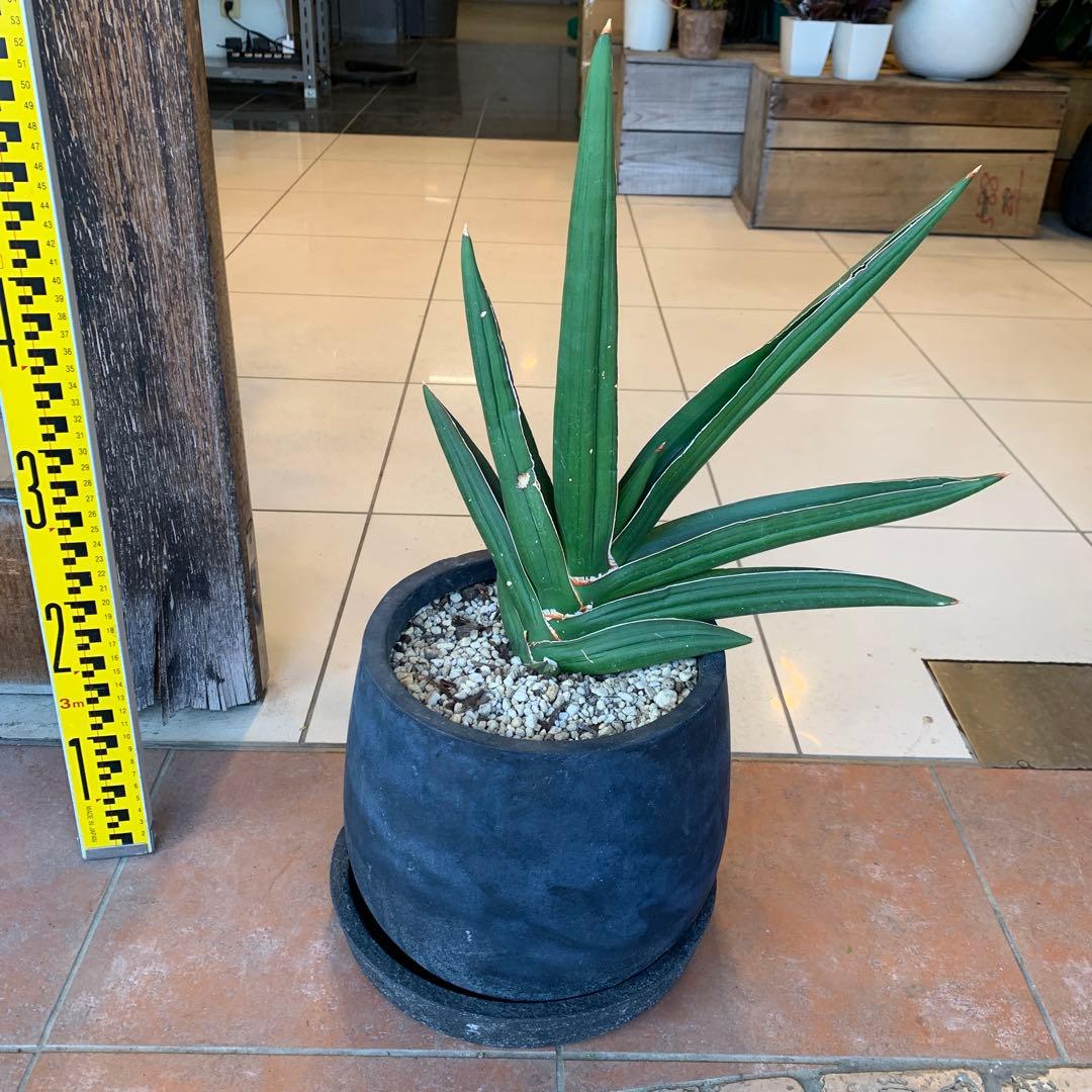 サンスベリア サムライドワーフ ファイバー鉢 お皿付き