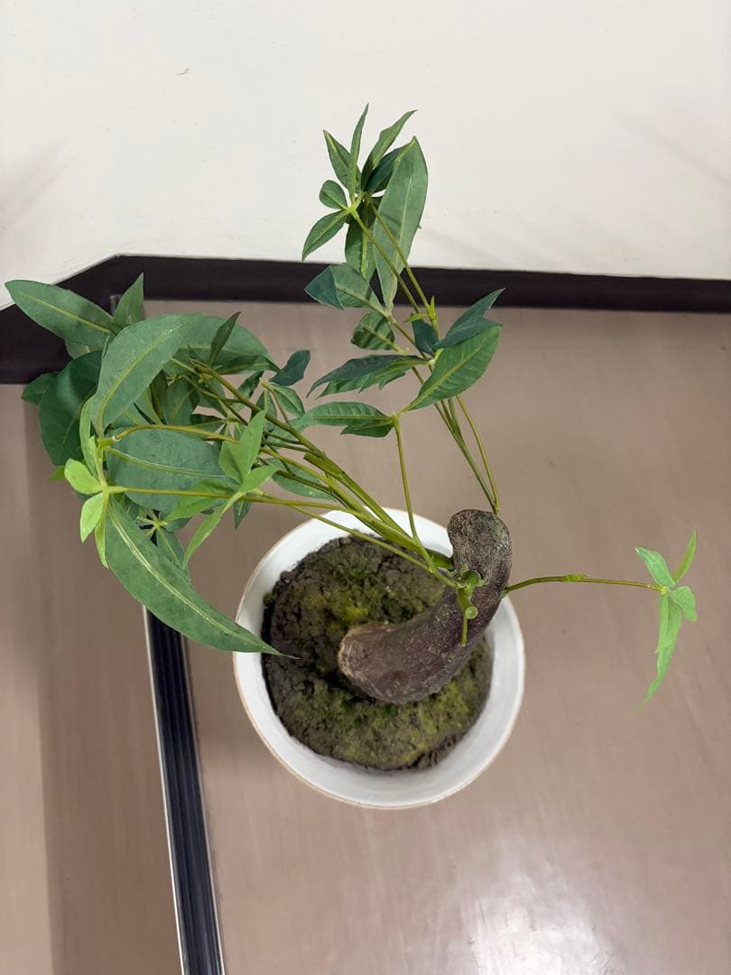 大作エミリオロバ仏製　リアルなパキラ　専門クリーニング済み