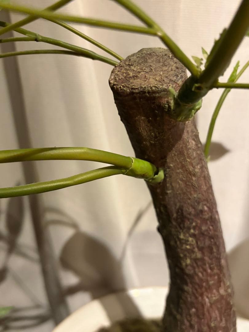 大作エミリオロバ仏製　リアルなパキラ　専門クリーニング済み