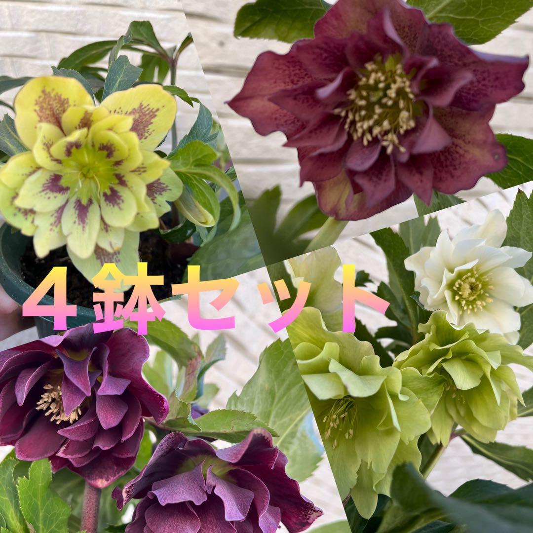 クリスマスローズ　八重　ダブル　５号　４鉢セット　現物　2月１日撮影　Ｂ