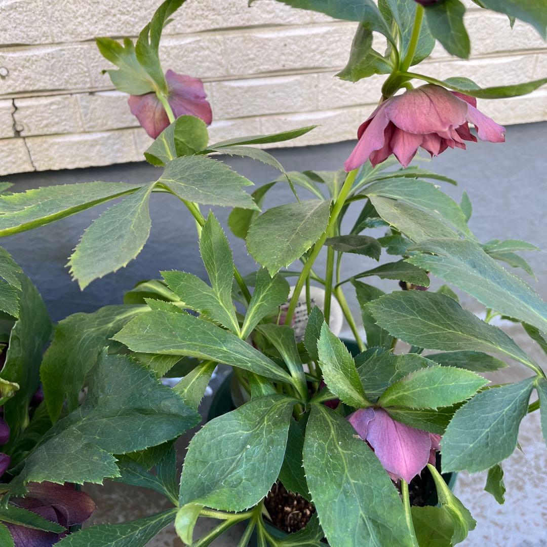 クリスマスローズ　八重　ダブル　５号　４鉢セット　現物　2月１日撮影　Ｂ