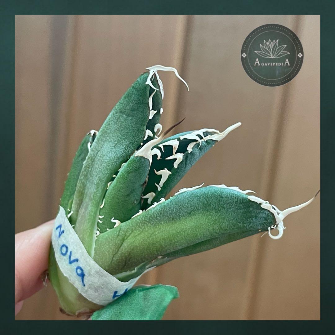 【REZA産】イラン株　長棘　アガベ　　NOVA ノヴァ　12月便