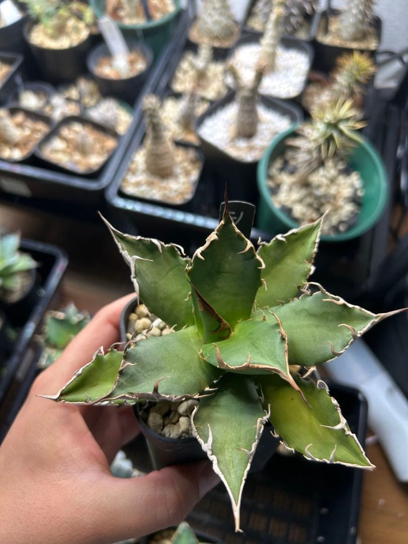 アガベ　チタノタ　多肉小〜中株　まとめ15株売り　抜き苗