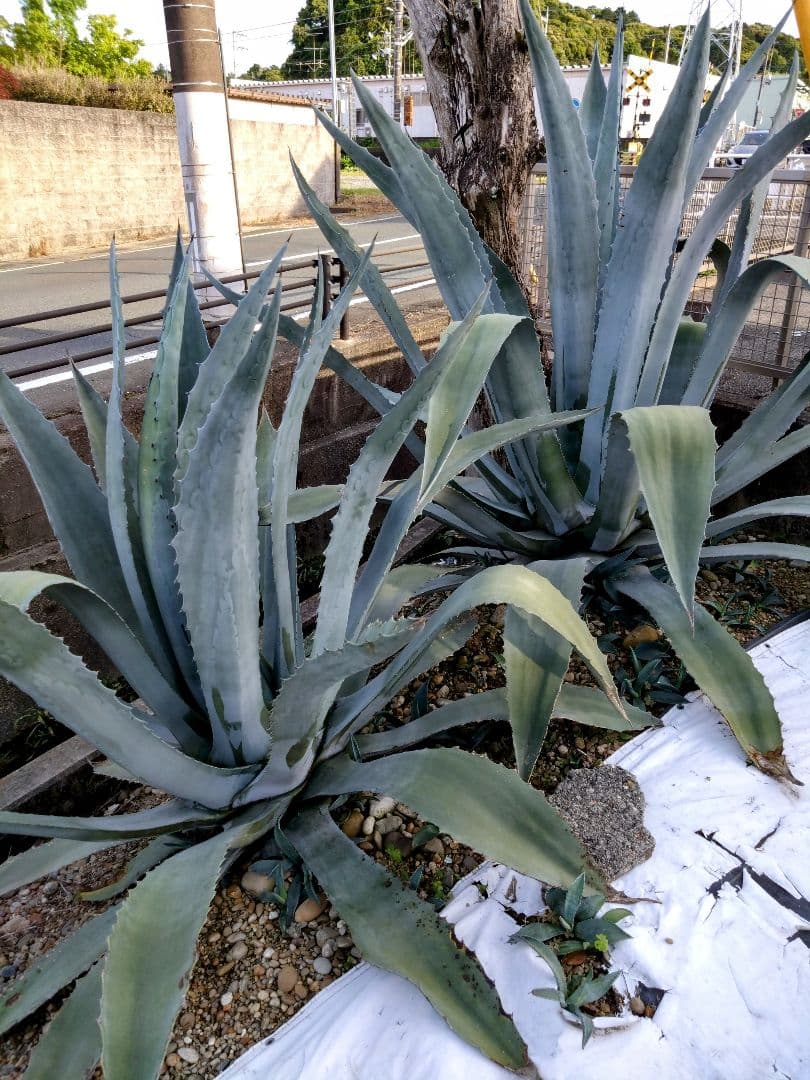 アガベ　アメリカーナ2株　大株　大型