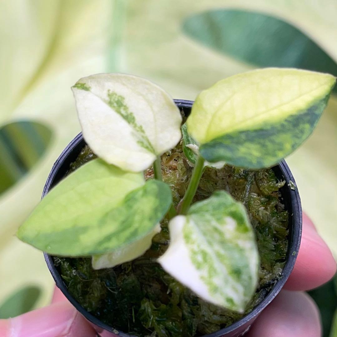 アンスリウム パピリラミナム レッドクリスタリナム Anthurium 斑入り
