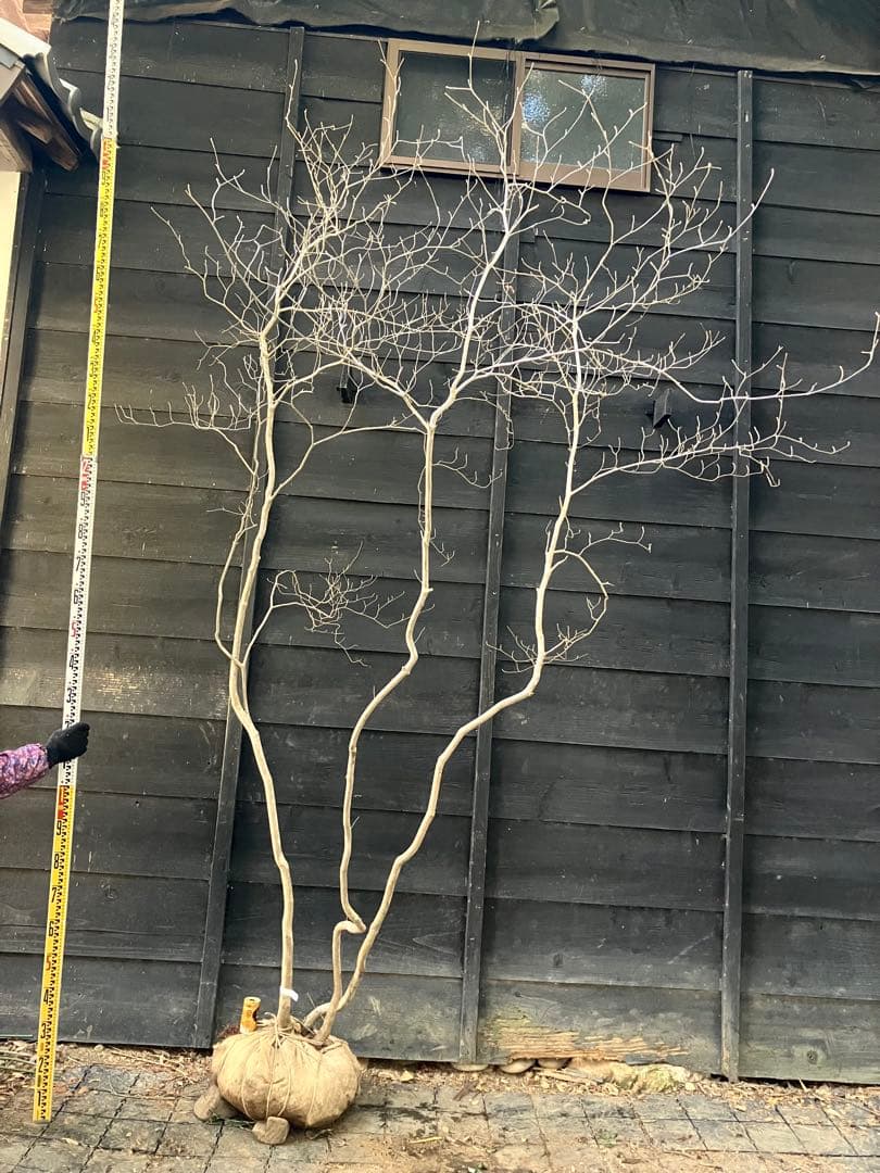 40 山採り　ミツバツツジ