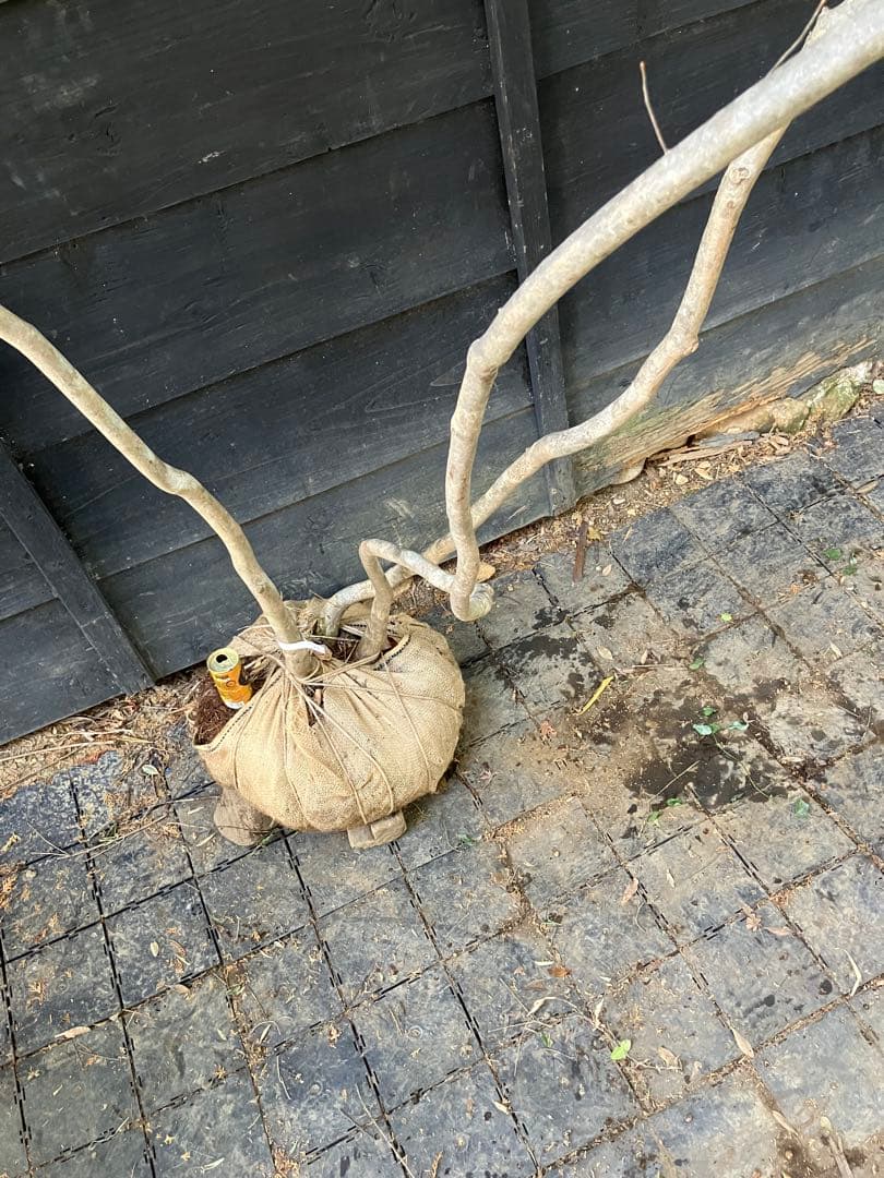 40 山採り　ミツバツツジ