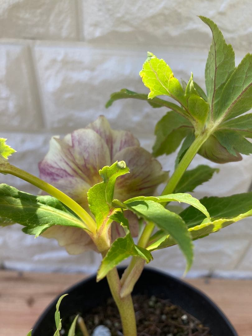 ソレイユ 5号 広瀬園芸 クリスマスローズ