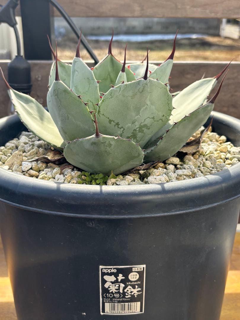 アガベ　パリートランカータ　丸葉　Ａ