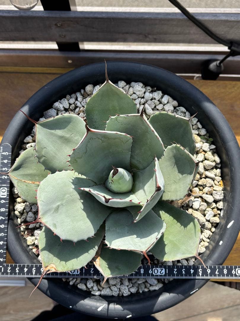 アガベ　パリートランカータ　丸葉　Ａ