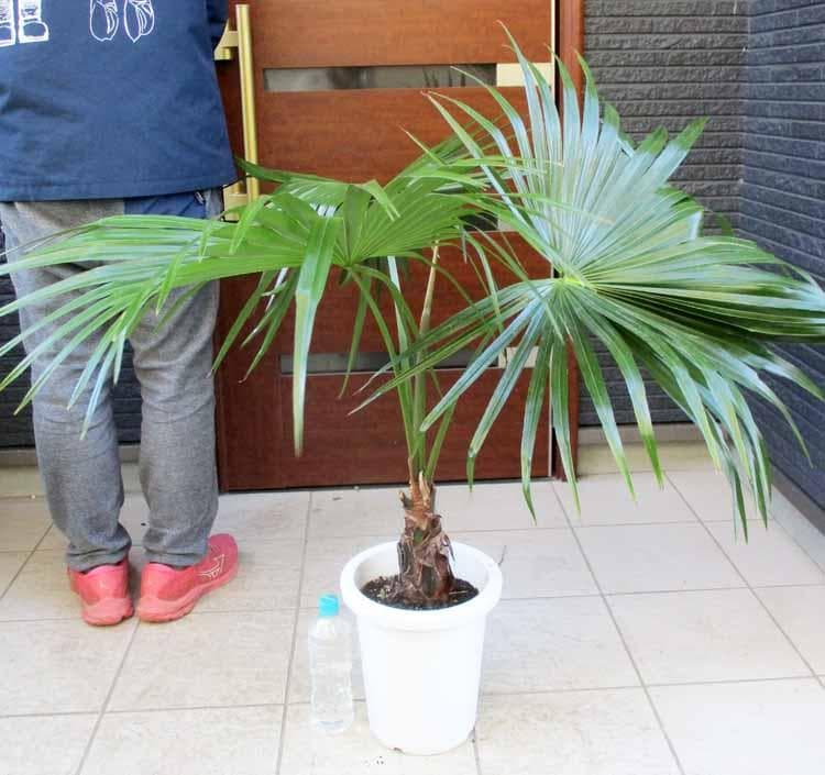 【現品】ビロウ椰子　ビロウヤシ　8号　2B番