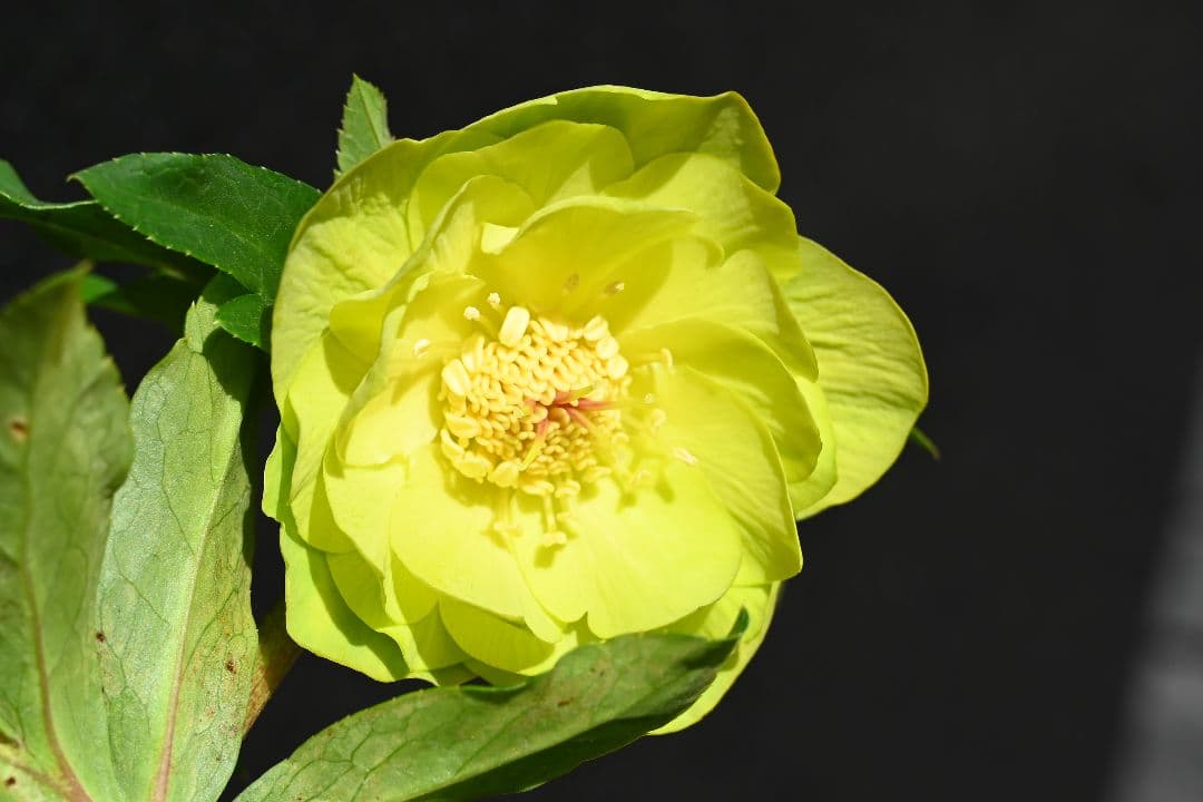 クリスマスローズ　1級品！！認定メロンゴールド　加藤農園