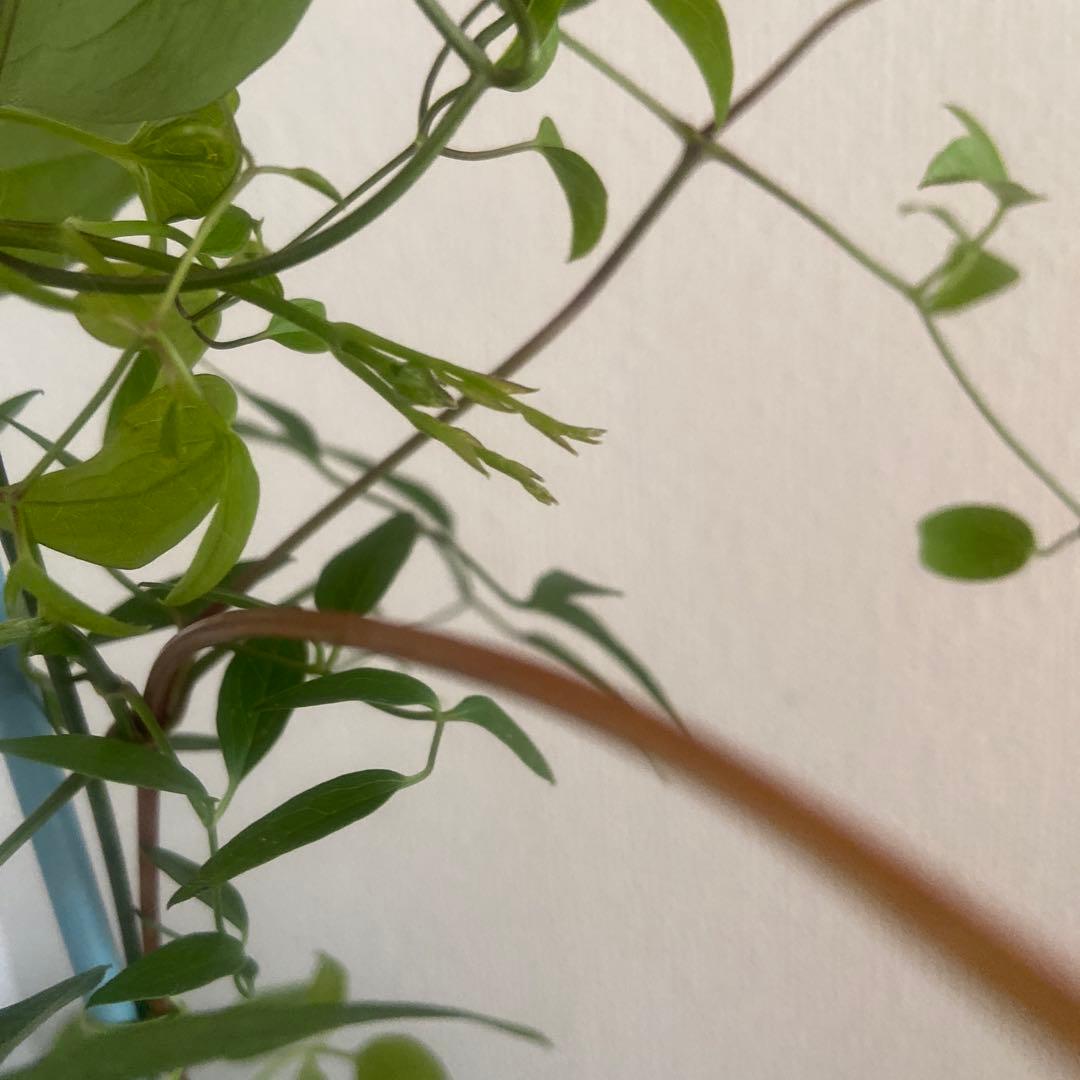 クレマチス　専用