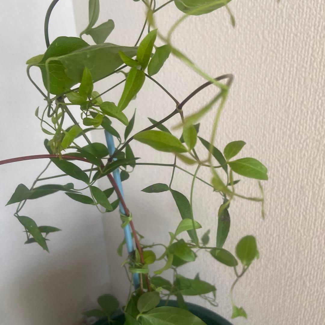 クレマチス　専用