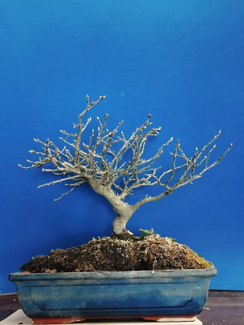 ✿Thaosiuu✿ 老爺柿 雌木 ロウヤガキ 盆栽 小葉性 (P)(Q)