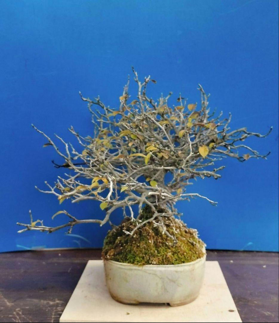 ✿Thaosiuu✿ 老爺柿 雌木 ロウヤガキ 盆栽 小葉性 (P)(Q)